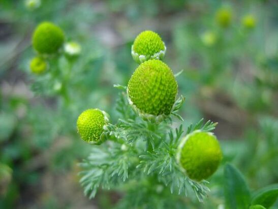 camomila para o tratamento da artrose do xeonllo